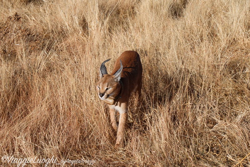 Namibia aug ’21 5297 Lince del deserto