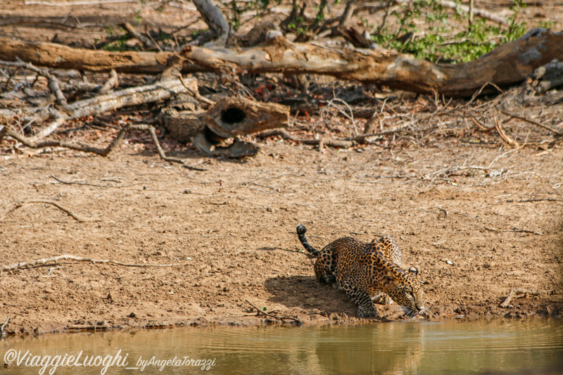 Sri Lanka Aug 14 1771 Yala