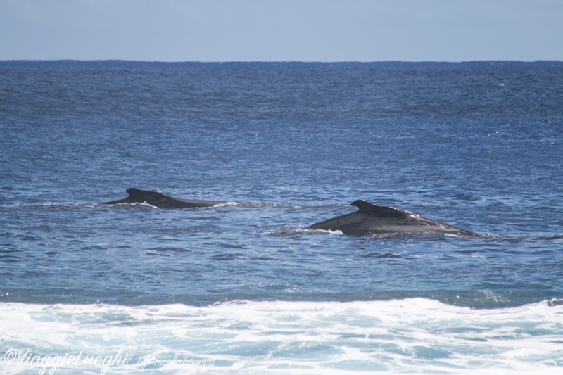 Atiu Isole Cook Oct 2023 – 0437