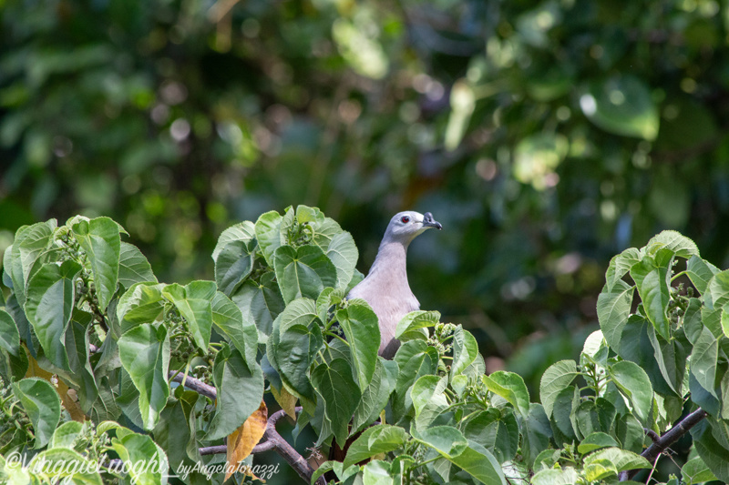 Atiu Isole Cook Oct 2023 – 0607