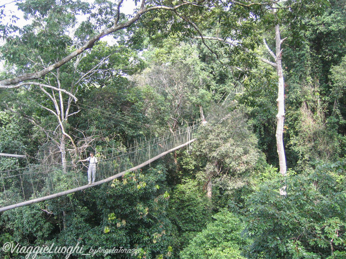 Malesia 2006 356 Taman N. Canopy walkway