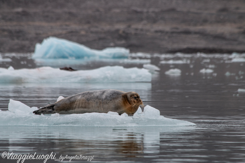 Svalbard Jul 2024 – 00244Kronebreen.