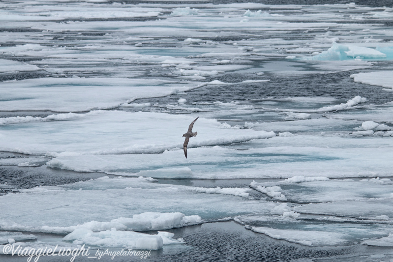 Svalbard Jul 2024 – 00678 Ice Pack