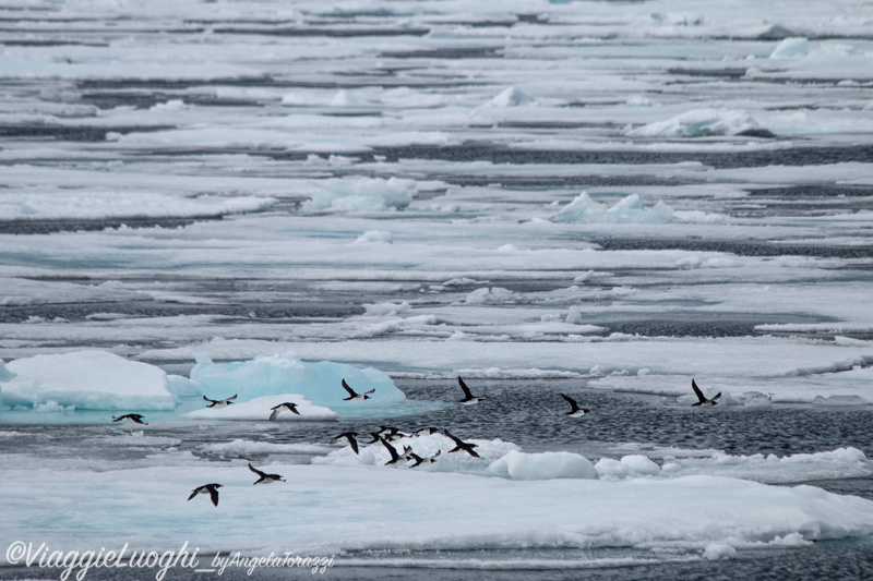 Svalbard Jul 2024 – 00689 Ice Pack