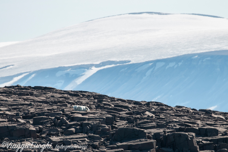 Svalbard Jul 2024 – 01716b orso 1