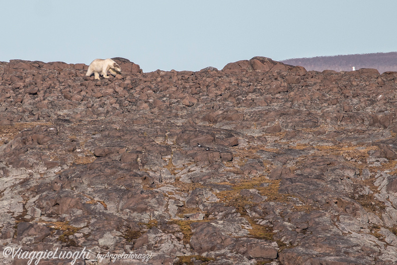 Svalbard Jul 2024 – 01920b orso 2