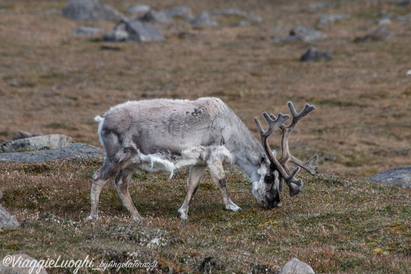 Svalbard Jul 2024 – 02090 Sundneset