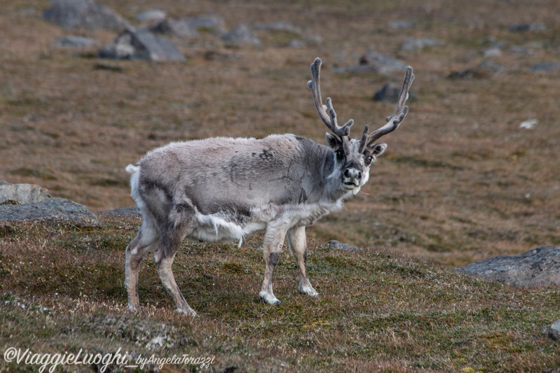 Svalbard Jul 2024 – 02092 Sundneset