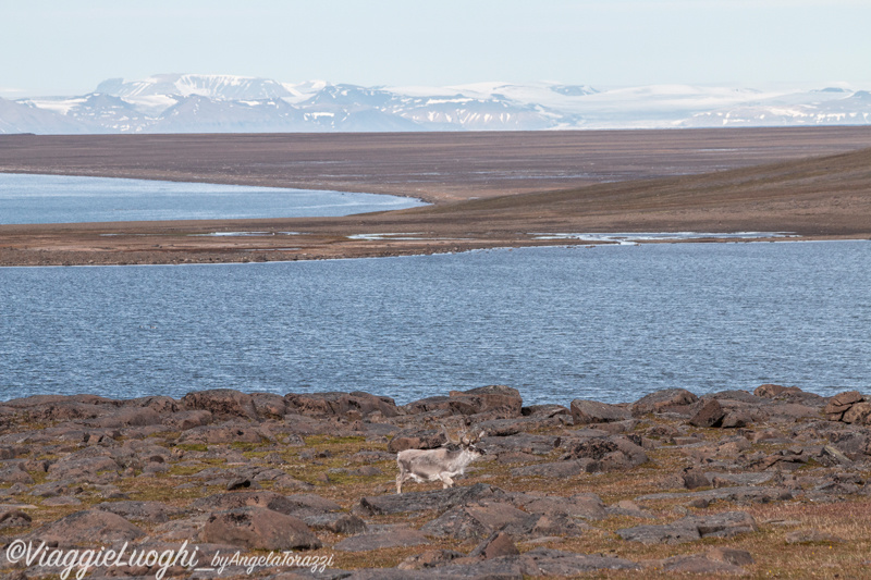 Svalbard Jul 2024 – 02151 Sundneset