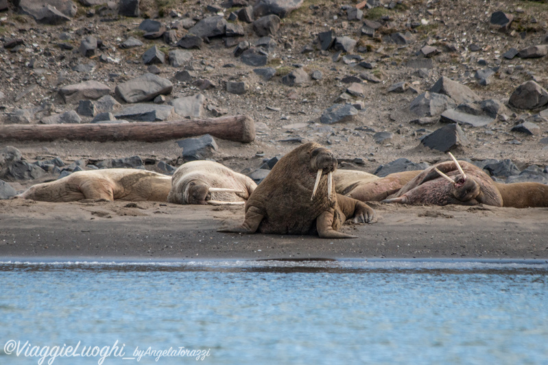 Svalbard Jul 2024 – 02384 Kapp Lee