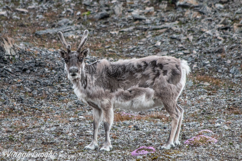 Svalbard Jul 2024 – 03128b Bambsebu