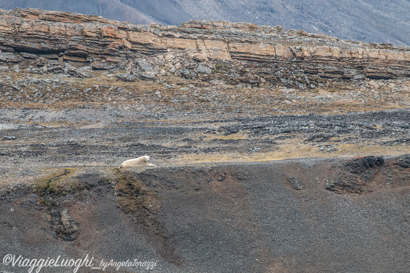 Svalbard Jul 2024 – 03224 orso 6