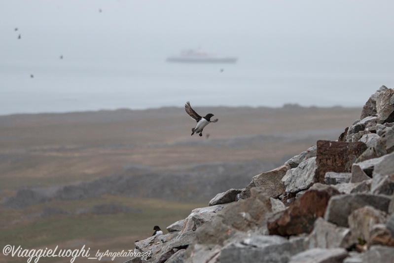 Svalbard Jul 2024 – 03354 Ingeborgfjellet