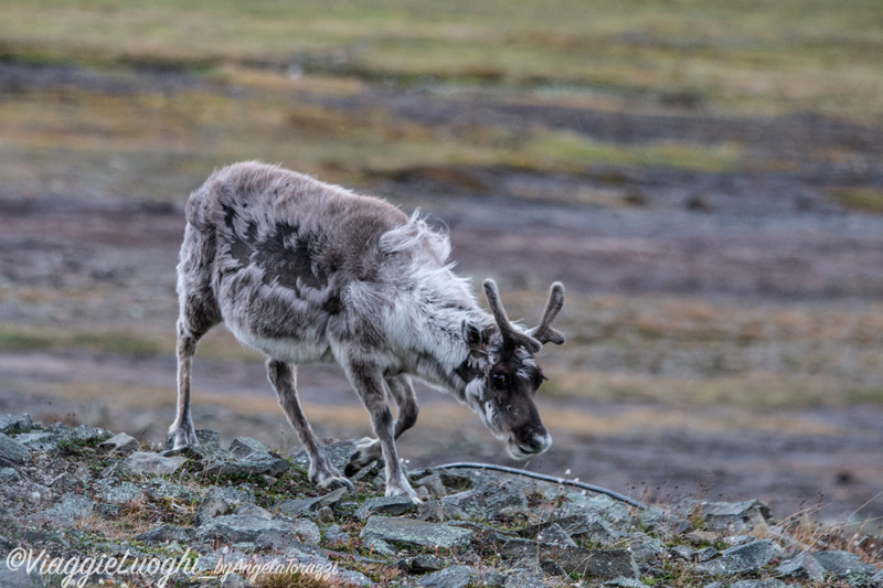 Svalbard Longyearbyen Jul 2024 – 00025