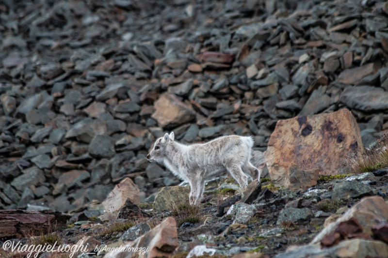 Svalbard Longyearbyen Jul 2024 – 00029