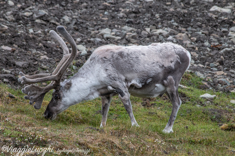 Svalbard Longyearbyen Jul 2024 – 00095