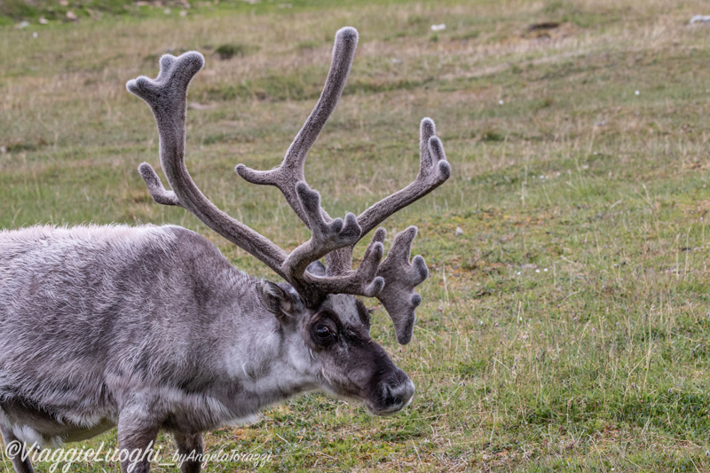 Svalbard Longyearbyen Jul 2024 – 00097