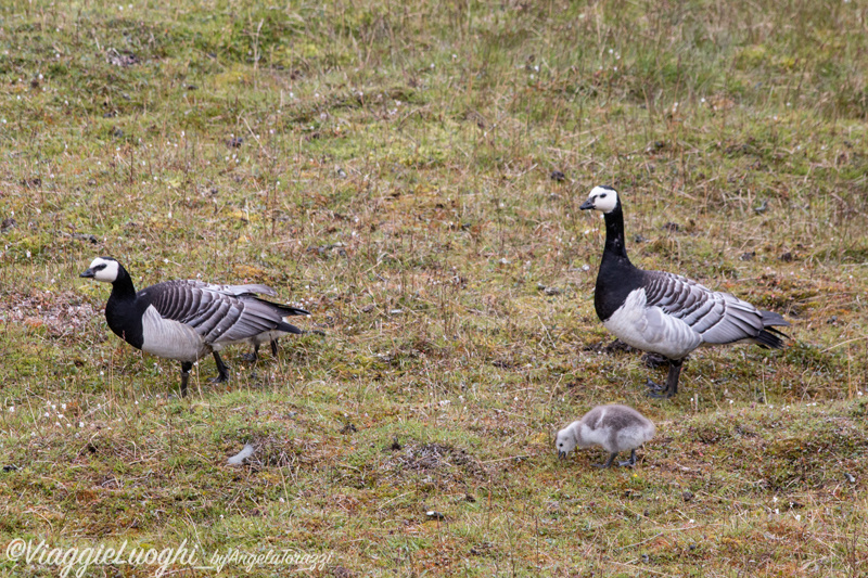 Svalbard Longyearbyen Jul 2024 – 00137