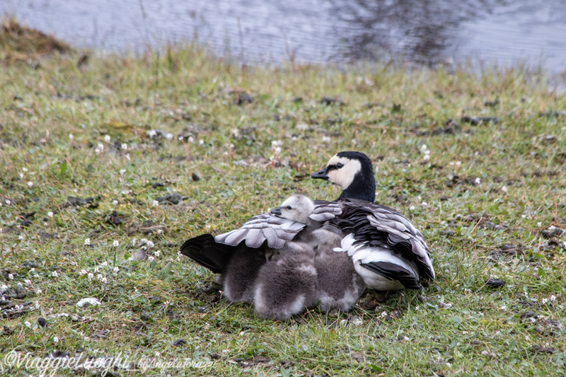 Svalbard Longyearbyen Jul 2024 – 00147